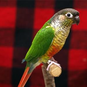 Meet your Posher, Victor